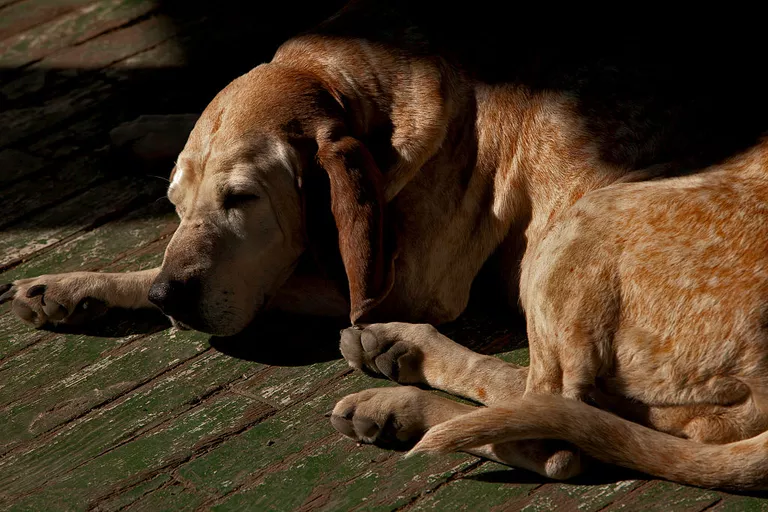 A dog sleeping on a hot porch